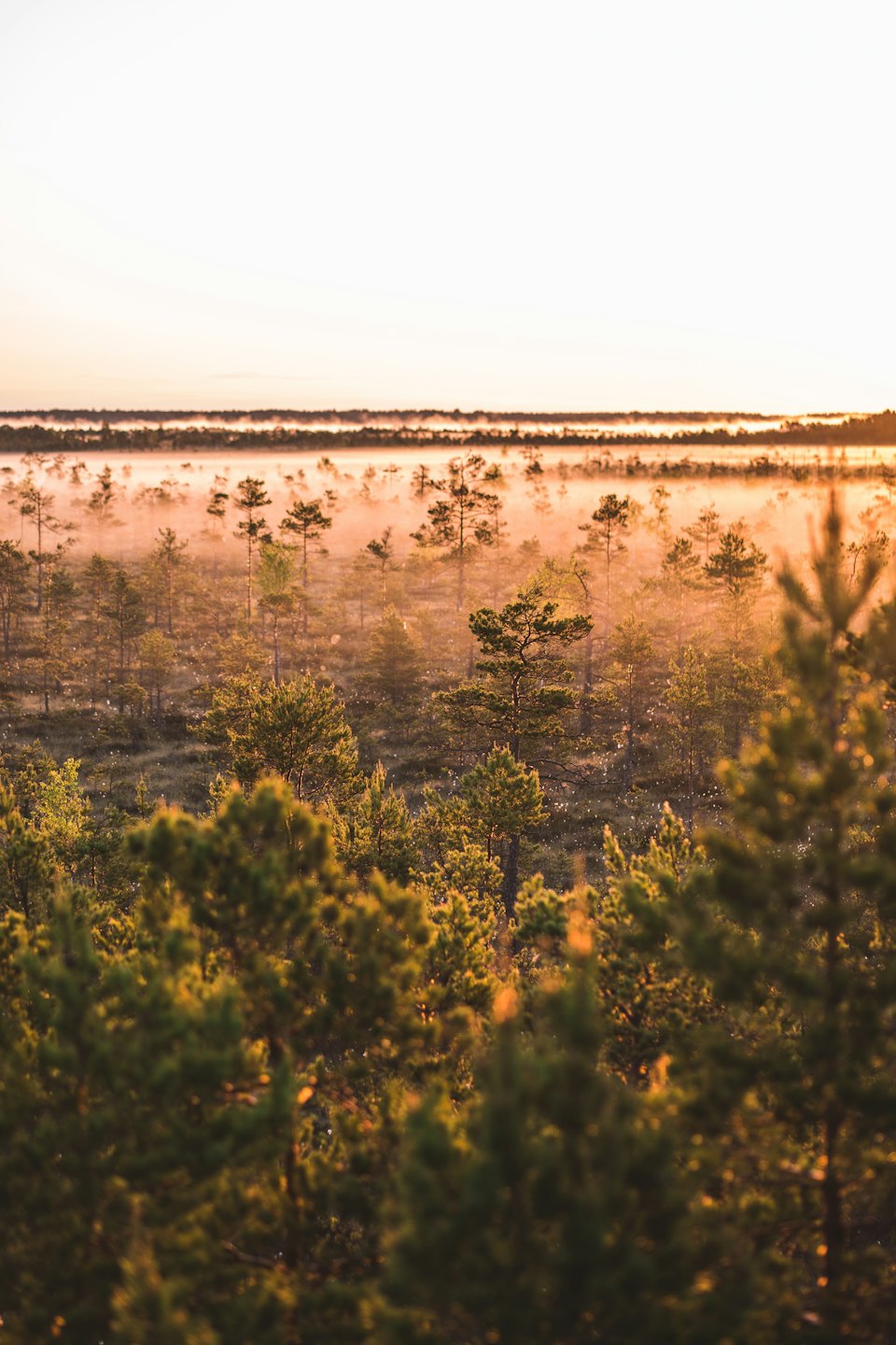 Small pine trees rise above golden fog in a bog.